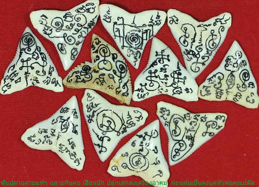 🔱 Sacred Pa Khun Palat Bin Bok Rak Yat Fun Amulet – Gold Wire Material with Enchanted Shark Tooth Powder By Luang Pho Nu, Wat Ampawanaram, Roi Et Province