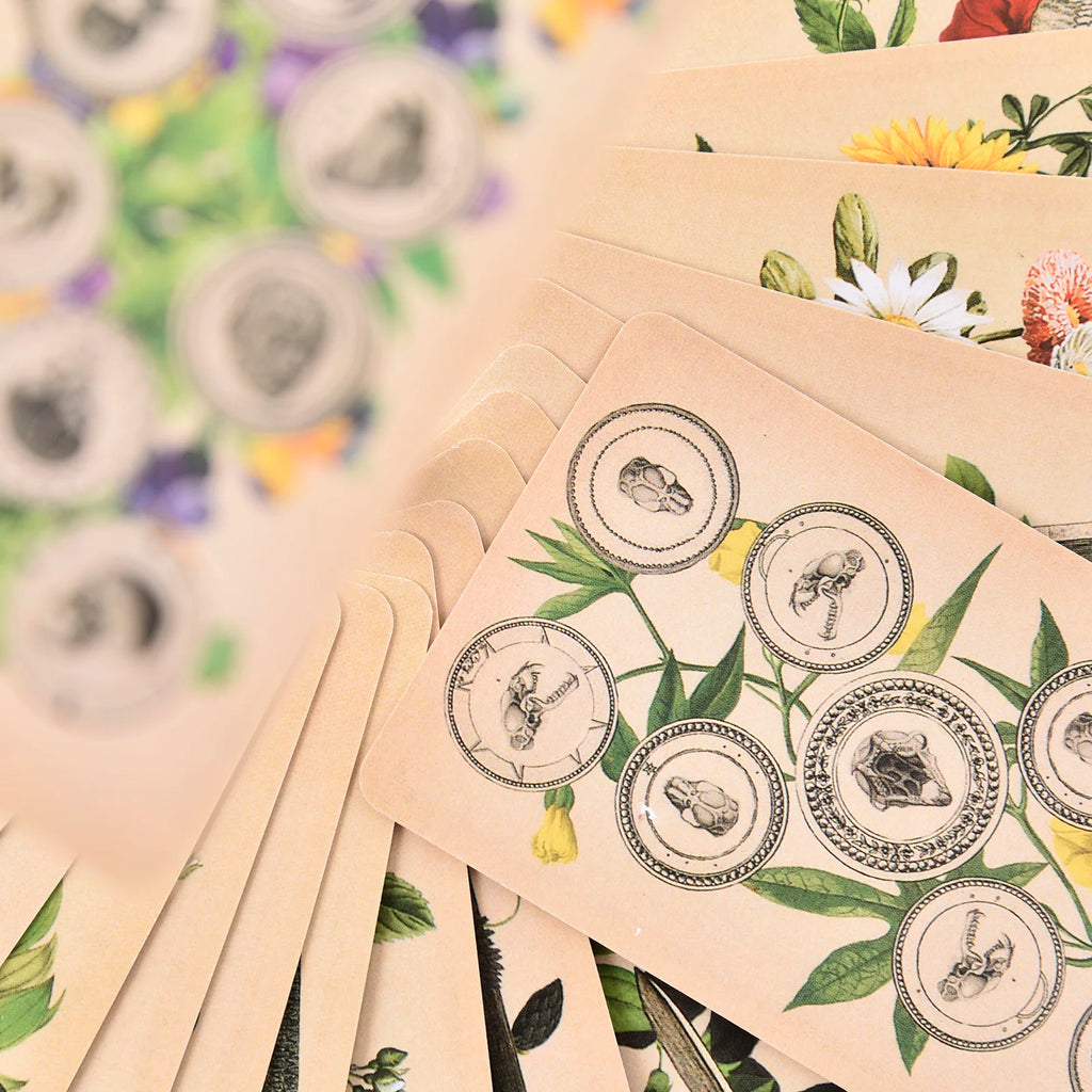 The Antique Anatomy Tarot – 78-Card Deck with Detailed Guidebook in English for Personal Use & Board Games