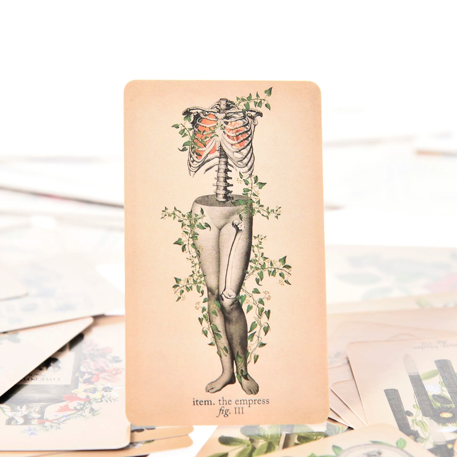 The Antique Anatomy Tarot – 78-Card Deck with Detailed Guidebook in English for Personal Use & Board Games