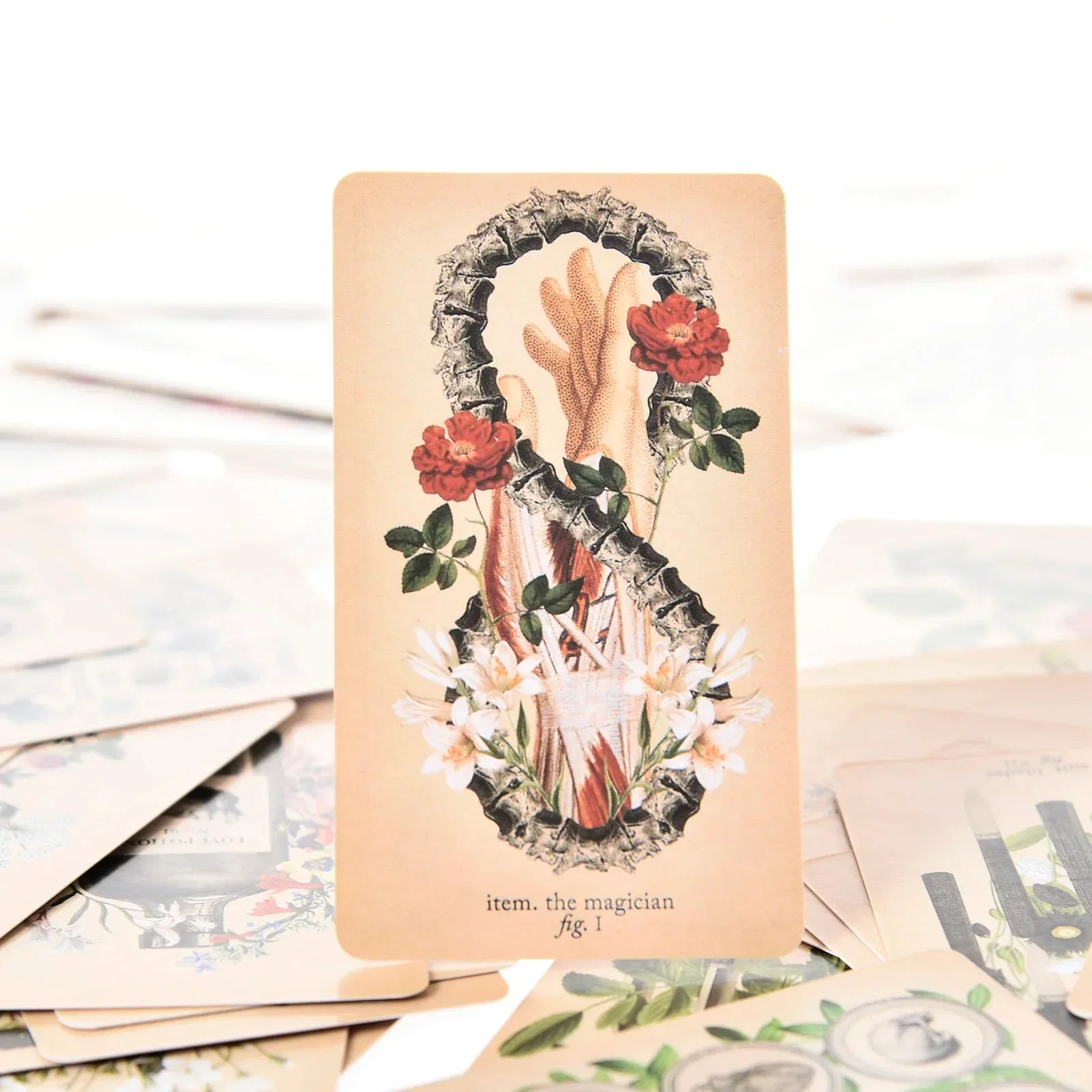 The Antique Anatomy Tarot – 78-Card Deck with Detailed Guidebook in English for Personal Use & Board Games