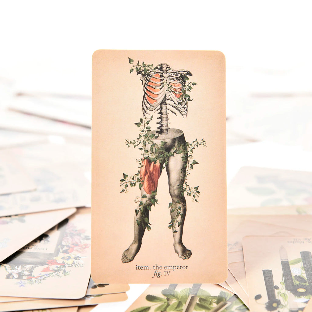 The Antique Anatomy Tarot – 78-Card Deck with Detailed Guidebook in English for Personal Use & Board Games
