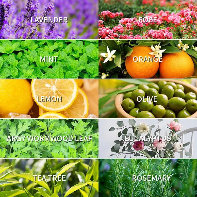 🌿 Aromatherapy Essential Oil Set – 10ml Bottles | Natural Plant Extracts | Lemon, Eucalyptus, Lavender, Jasmine, Rose, Mint, Orange | Diffuser, Humidifier & Air Freshener | Pure Fragrance for Relaxation & Wellness