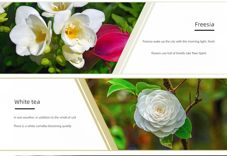 🌟 17 Flavors 10ml Essential Oils for Aroma Diffuser – Water-Soluble Natural Fragrance Oils for Home and AirHumidifier﻿