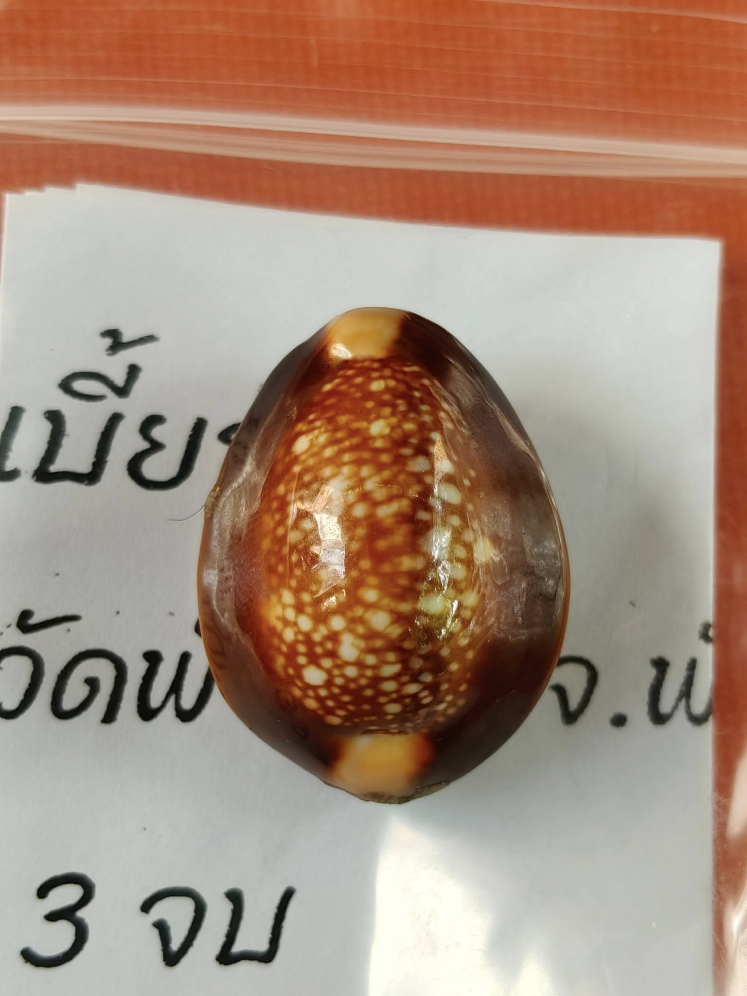 🐚 Sacred Mercury-Filled Phaya Shell Amulet – Blessed by Luang Phor Pleung, Wat Phang Dan, Phatthalung (Khao-Or Lineage)