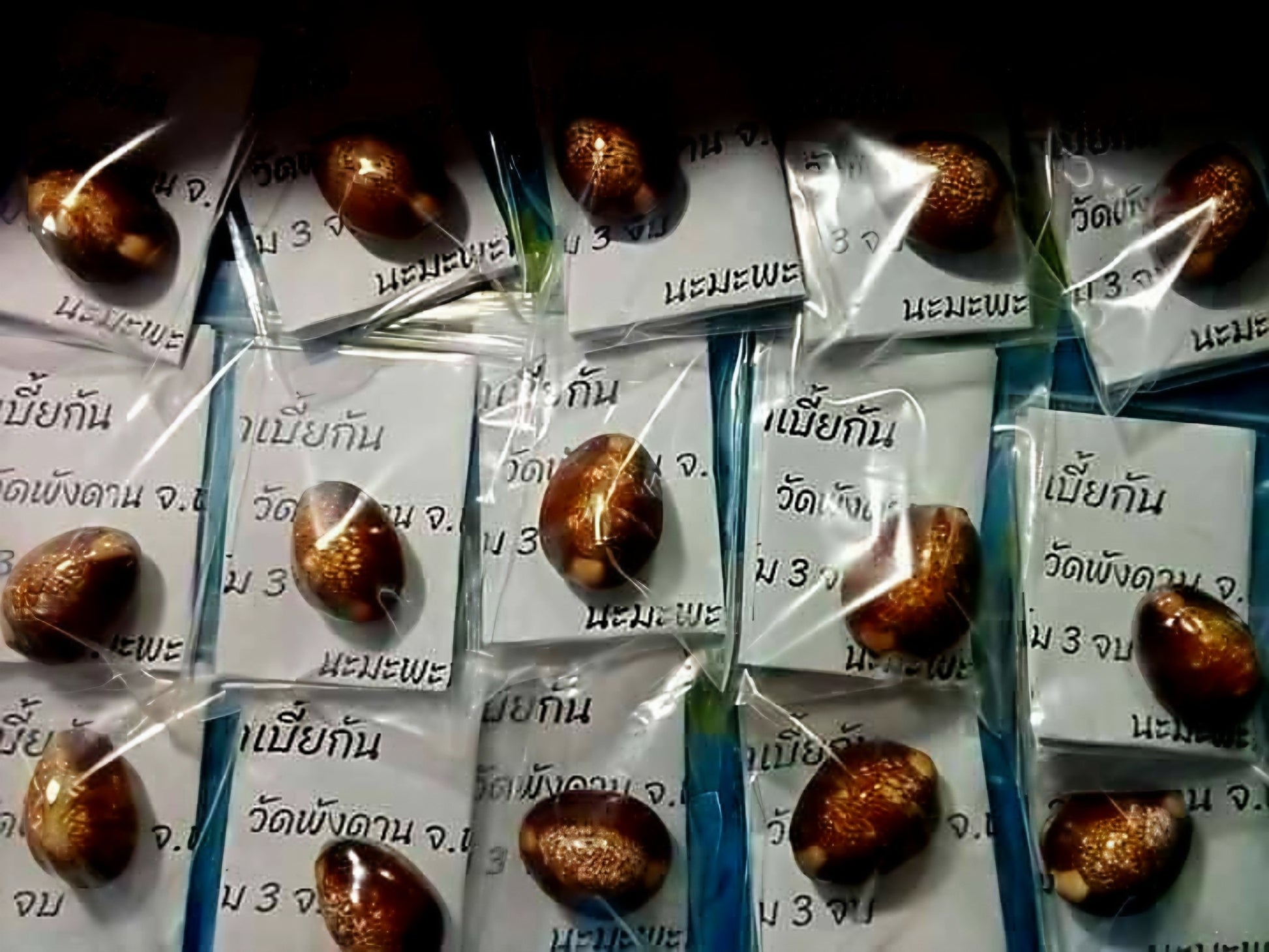 🐚 Sacred Mercury-Filled Phaya Shell Amulet – Blessed by Luang Phor Pleung, Wat Phang Dan, Phatthalung (Khao-Or Lineage)