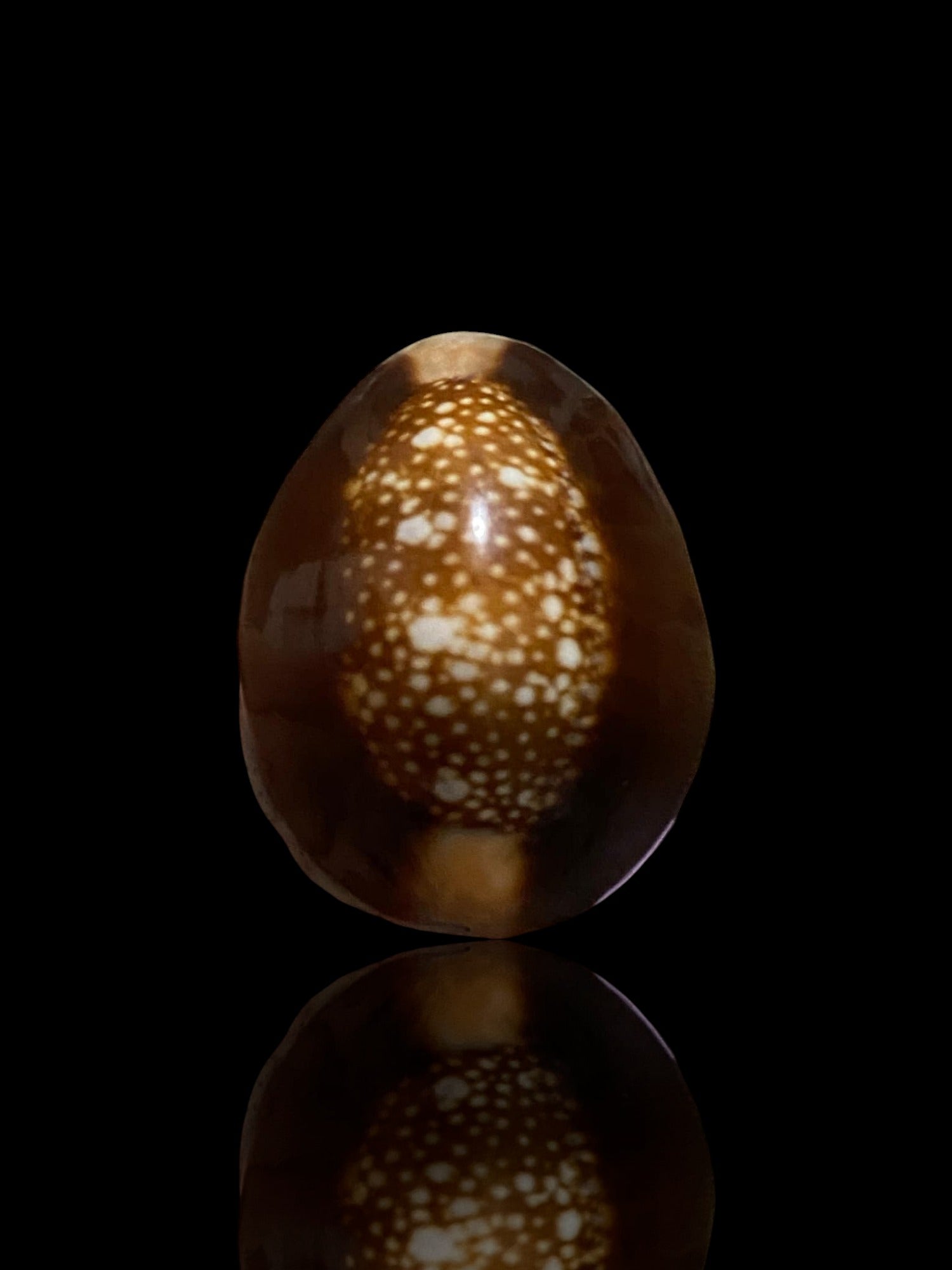 🐚 Sacred Mercury-Filled Phaya Shell Amulet – Blessed by Luang Phor Pleung, Wat Phang Dan, Phatthalung (Khao-Or Lineage)