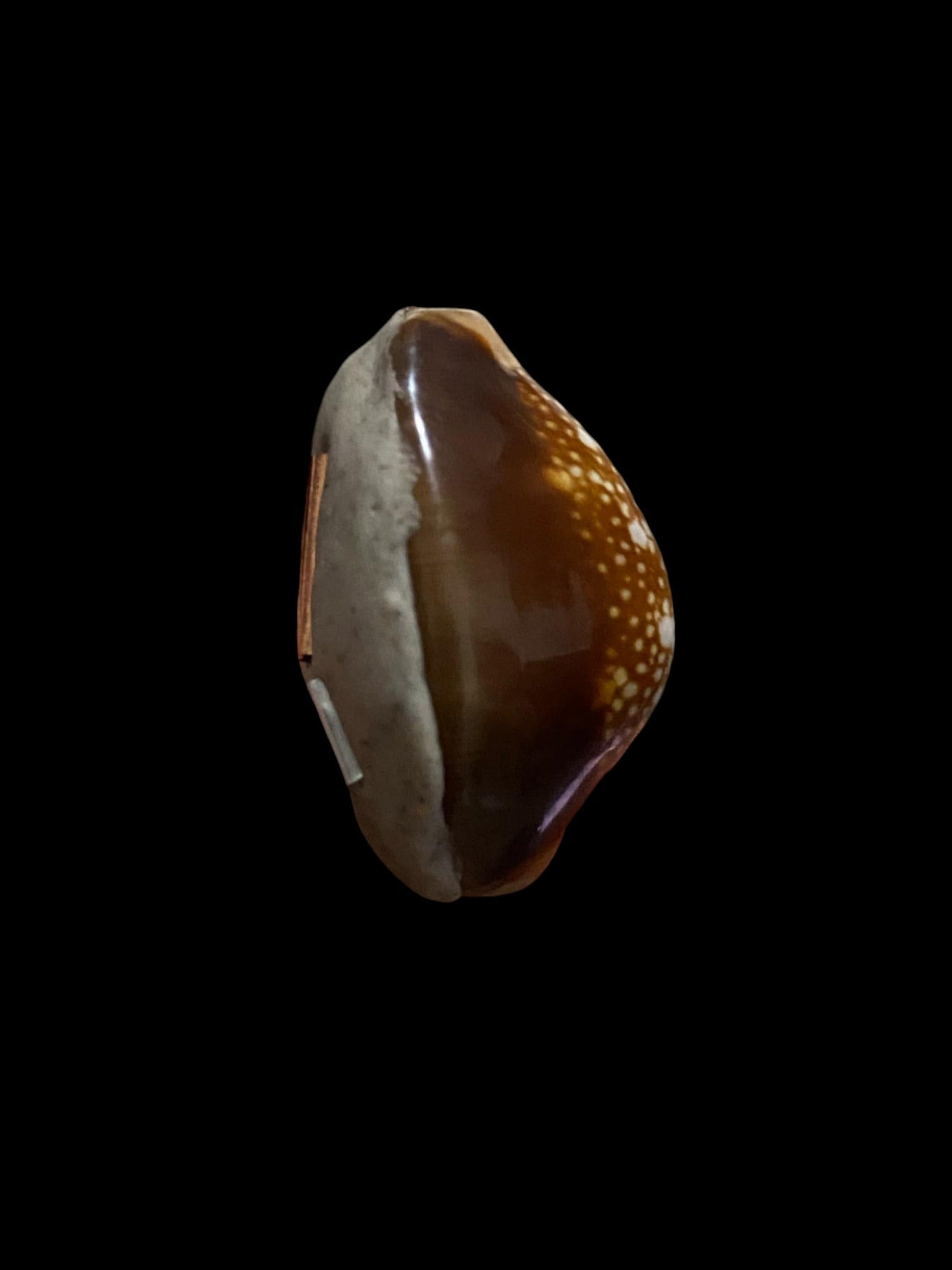 🐚 Sacred Mercury-Filled Phaya Shell Amulet – Blessed by Luang Phor Pleung, Wat Phang Dan, Phatthalung (Khao-Or Lineage)