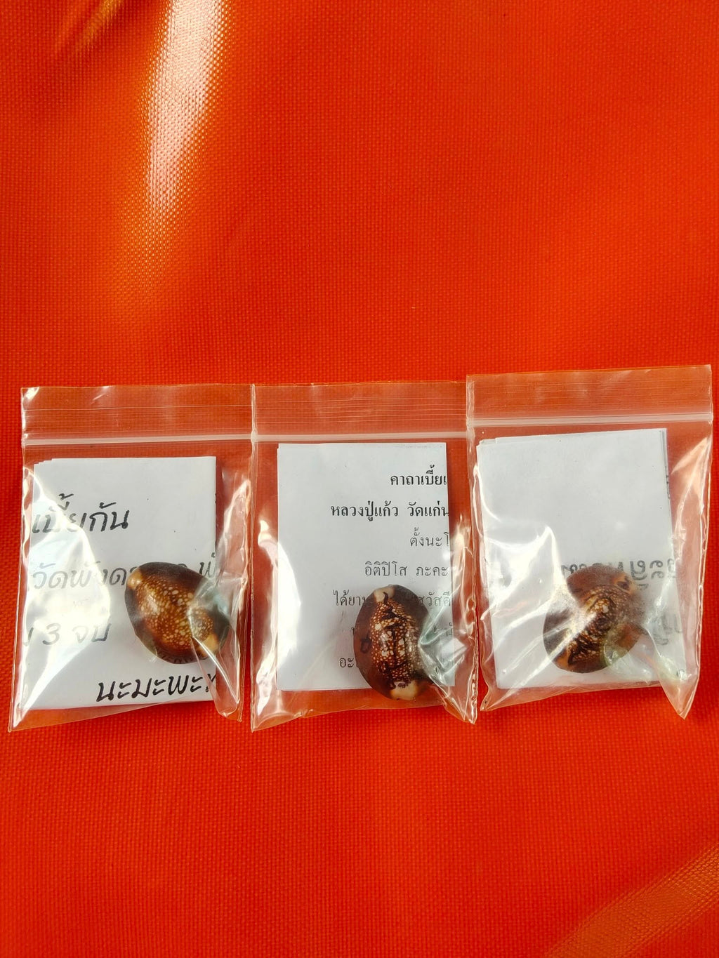 🐚 Sacred Mercury-Filled Phaya Shell Amulet – Blessed by Luang Phor Pleung, Wat Phang Dan, Phatthalung (Khao-Or Lineage)