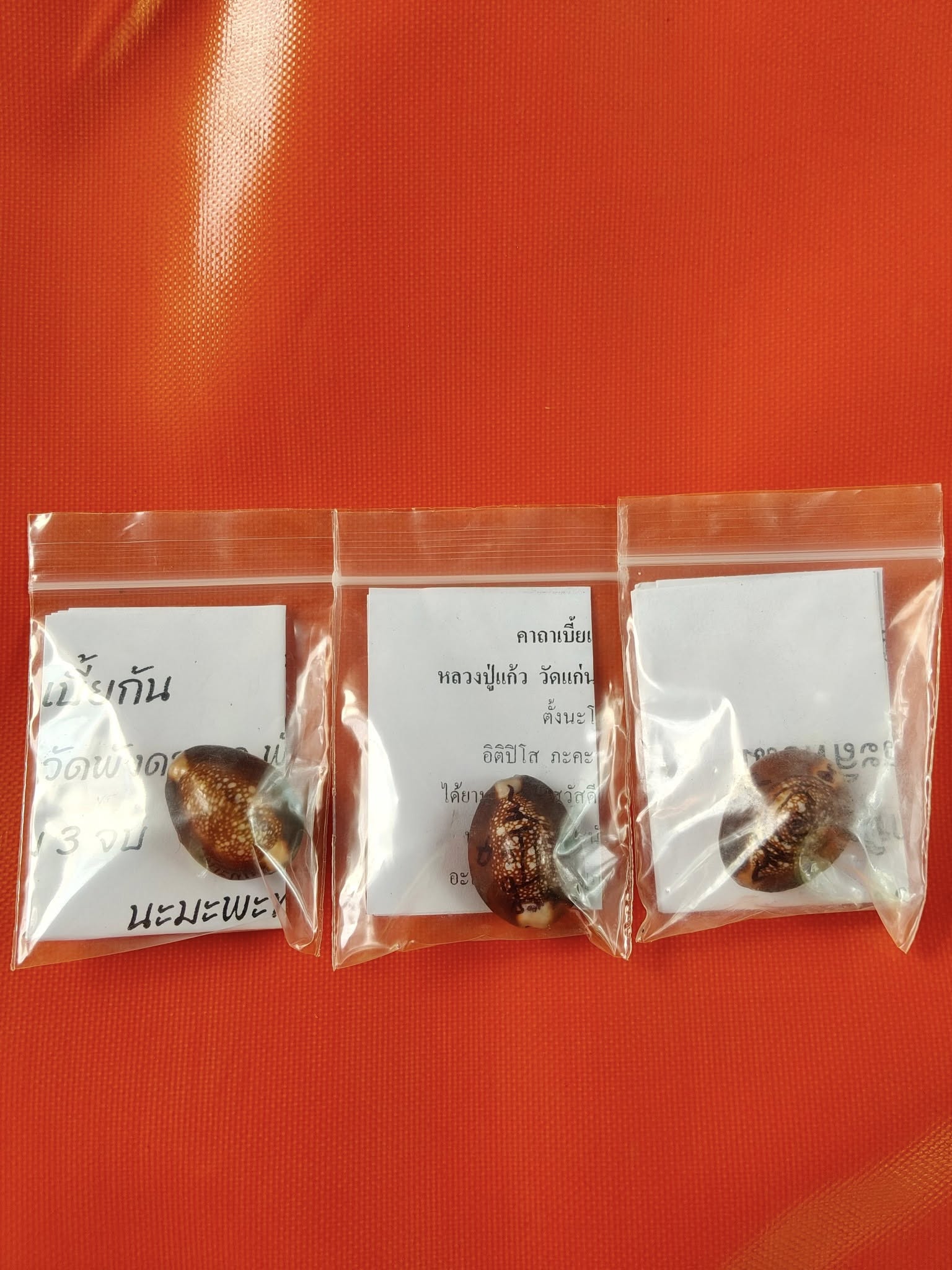 🐚 Sacred Mercury-Filled Phaya Shell Amulet – Blessed by Luang Phor Pleung, Wat Phang Dan, Phatthalung (Khao-Or Lineage)