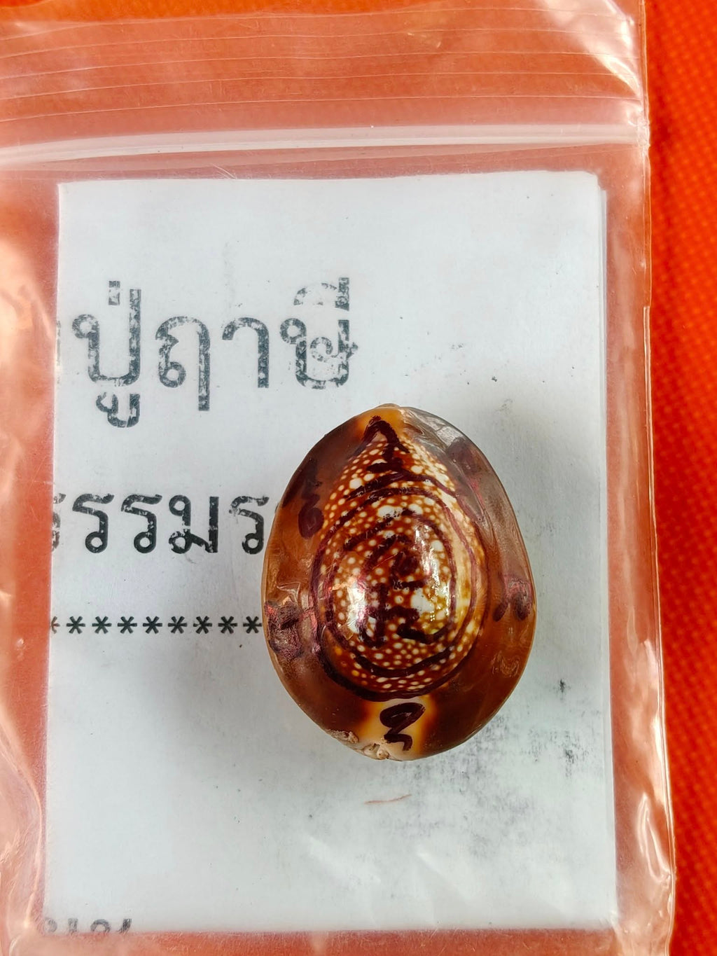 🐚 Sacred Mercury-Filled Phaya Shell Amulet – Blessed by Luang Phor Pleung, Wat Phang Dan, Phatthalung (Khao-Or Lineage)