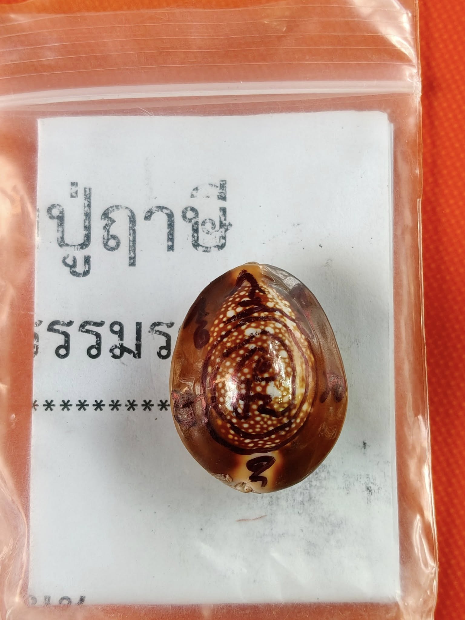 🐚 Sacred Mercury-Filled Phaya Shell Amulet – Blessed by Luang Phor Pleung, Wat Phang Dan, Phatthalung (Khao-Or Lineage)