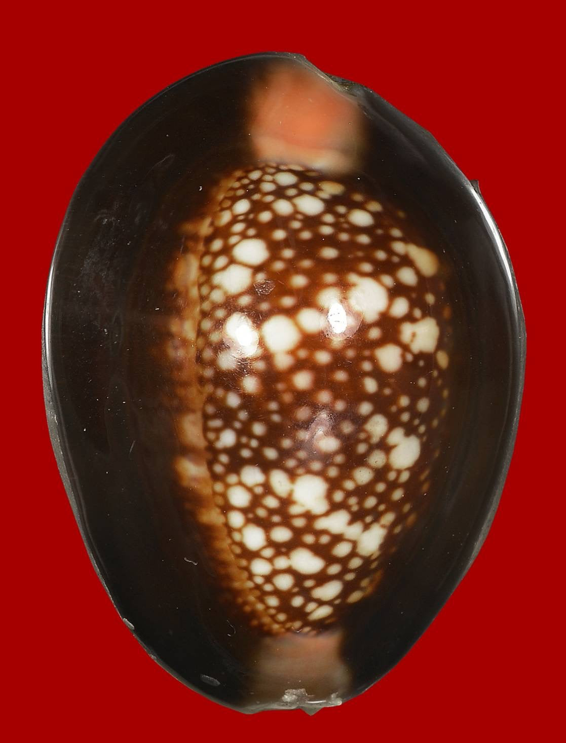 🐚 Sacred Mercury-Filled Phaya Shell Amulet – Blessed by Luang Phor Pleung, Wat Phang Dan, Phatthalung (Khao-Or Lineage)