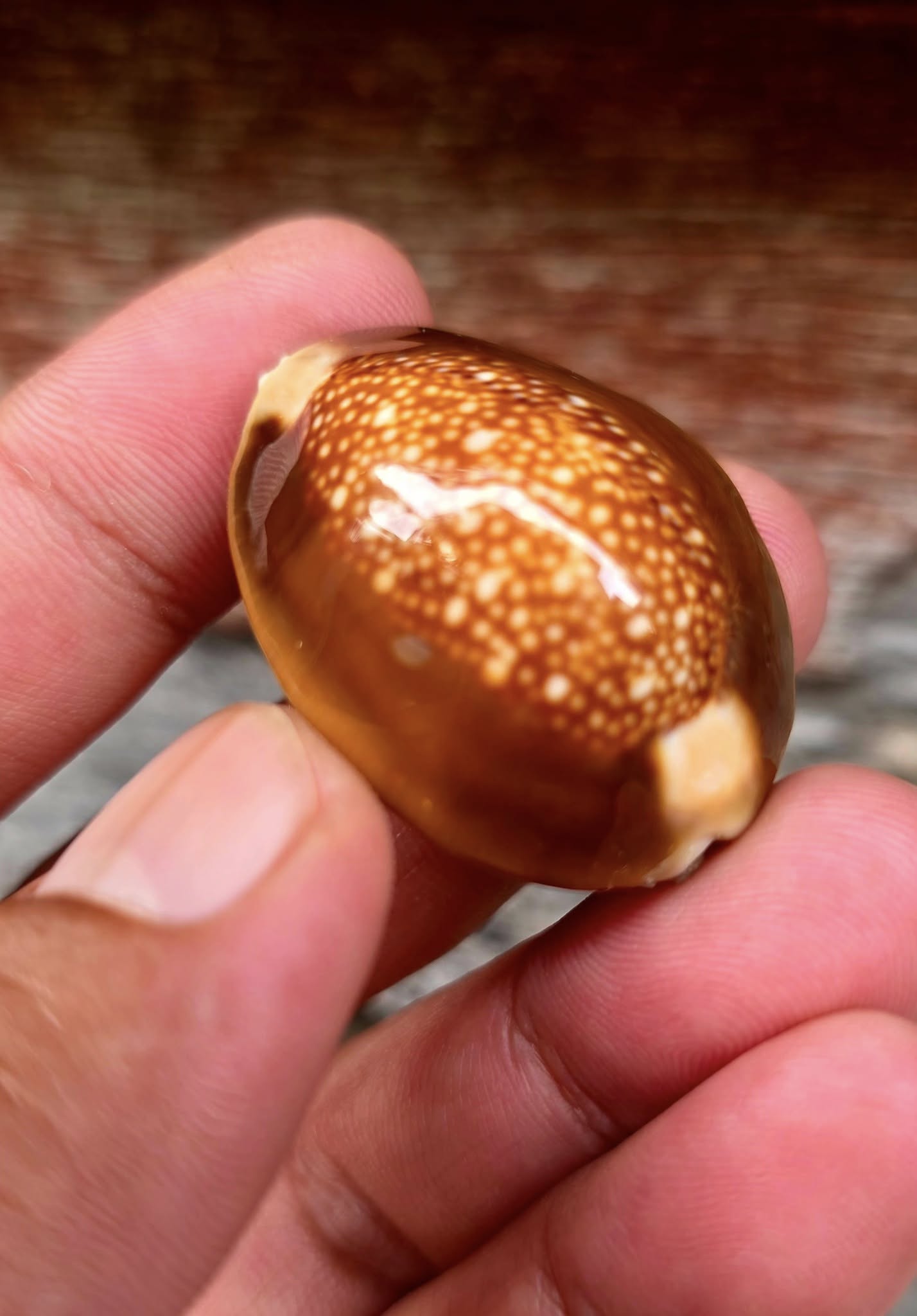 🐚 Sacred Mercury-Filled Phaya Shell Amulet – Blessed by Luang Phor Pleung, Wat Phang Dan, Phatthalung (Khao-Or Lineage)