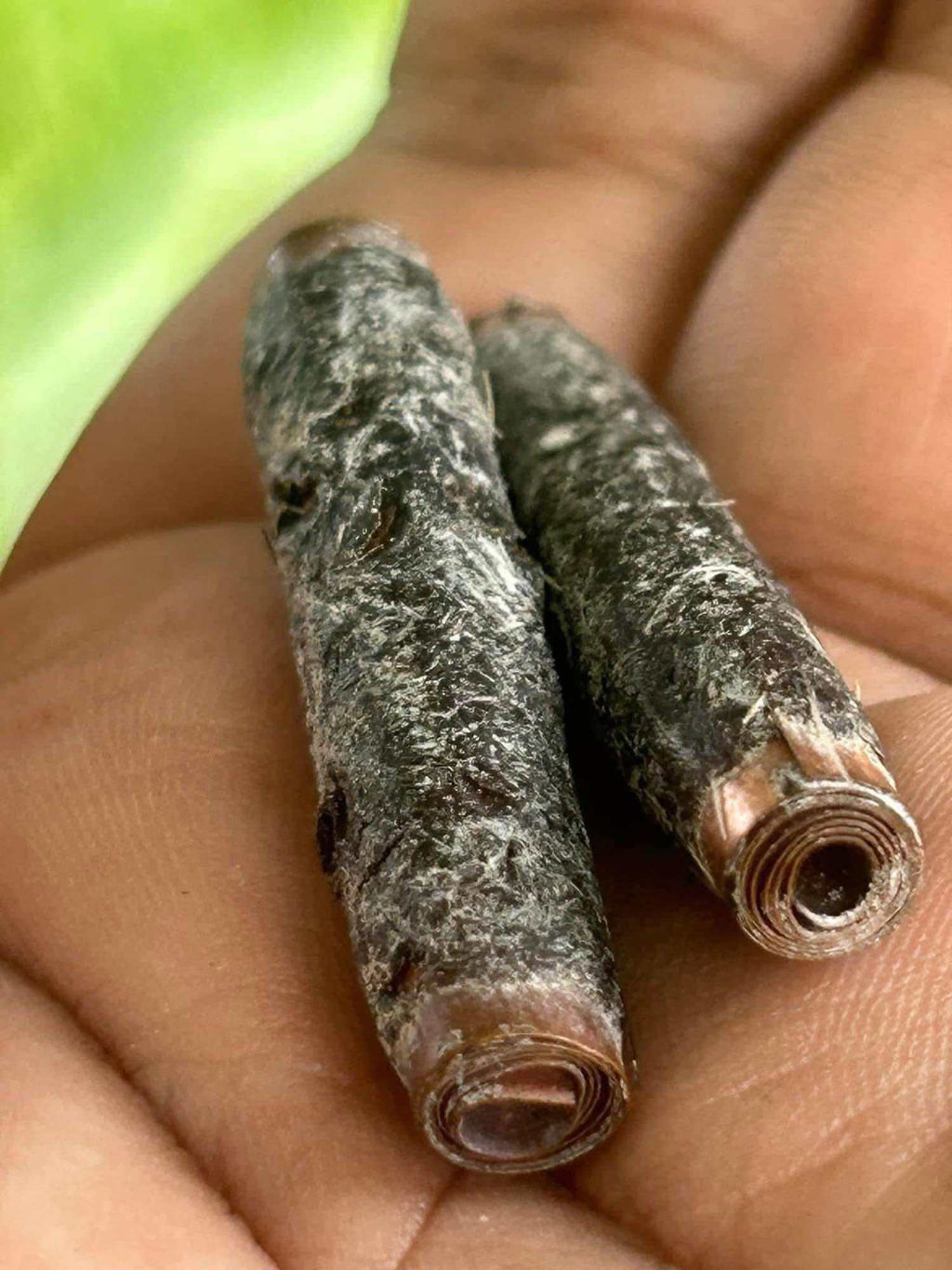 🌟 Legendary Takrut Phaya Suea Thao Non Kin﻿ Amulet by Phra Ajarn Prasuti – Master of the Ancient “Sleeping Tiger” Mystical Tradition from Wat Nai Tao, Trang 🌟