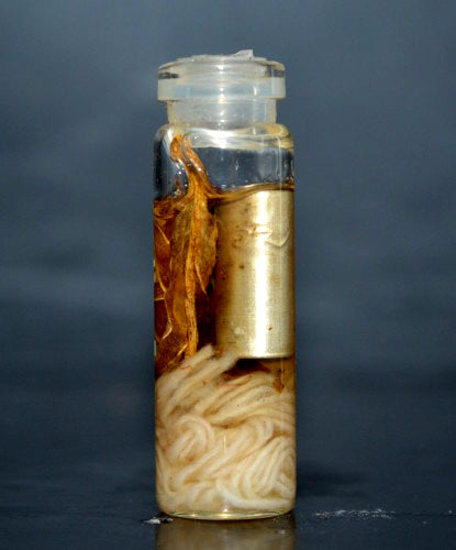 🔱 Ultimate Attraction Magnet: "Takrut Riak Nang" Divine Love Scroll with Triple-Gold Enchantment Oil – Master Arjan Somsak 2559 Edition