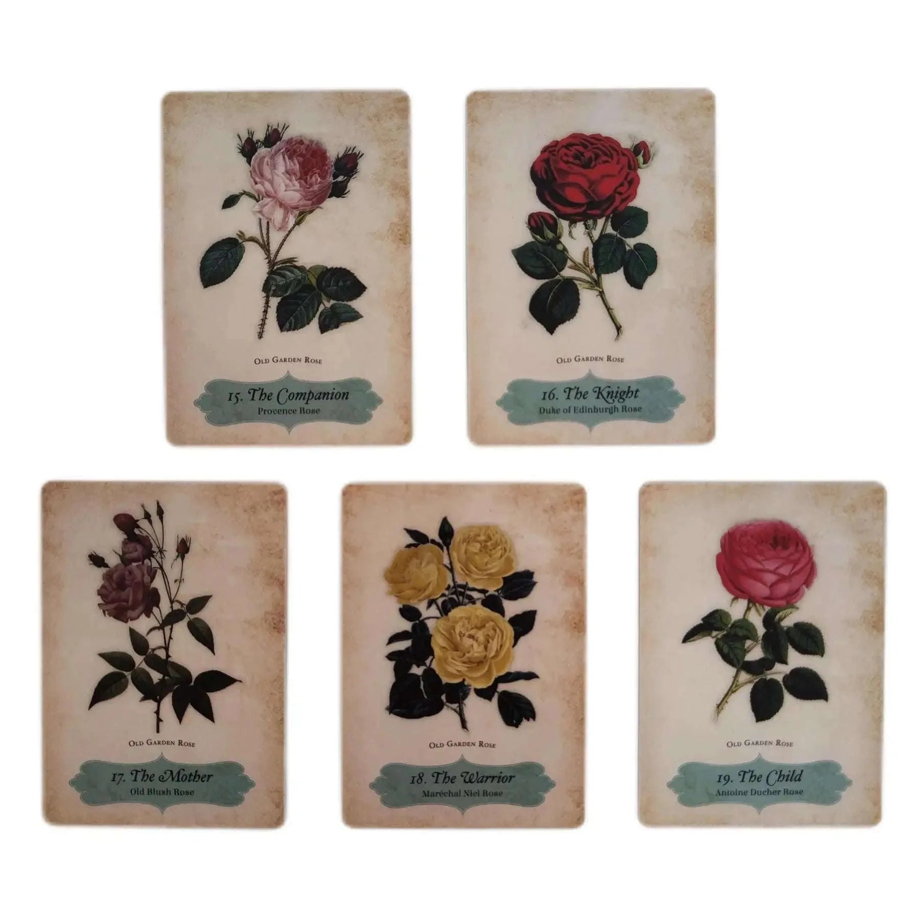 Oracle of The Roses – 44-Card Divinely Illustrated Botanical Oracle Deck for Spiritual Guidance & Family Party Games