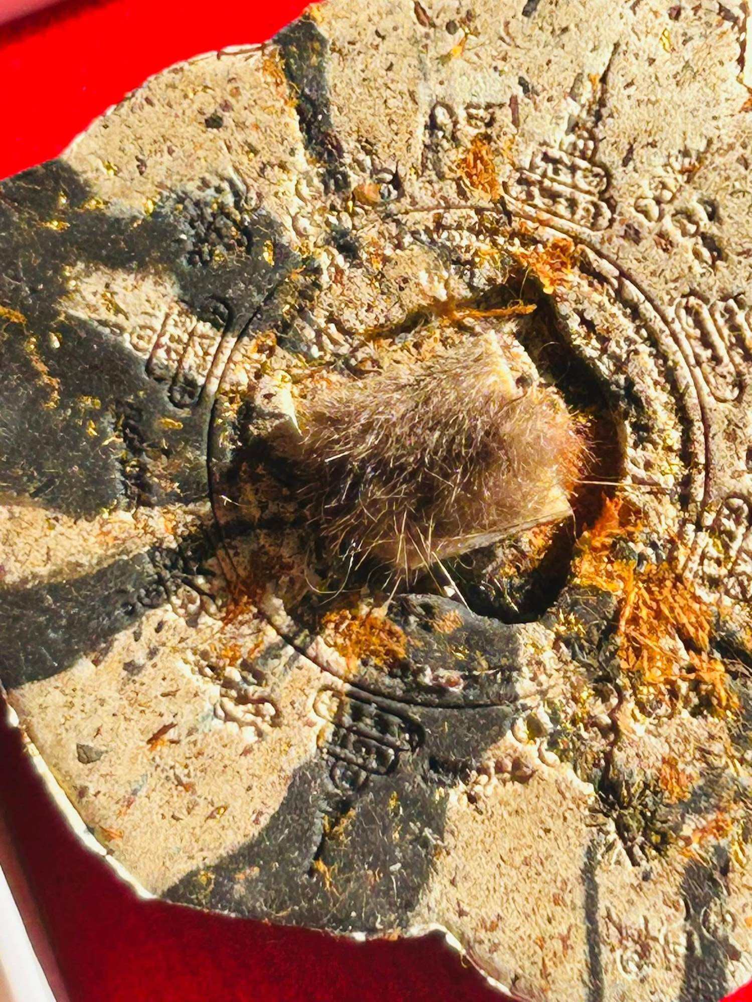 Phor Than Phong First Edition Sacred Tiger Mask