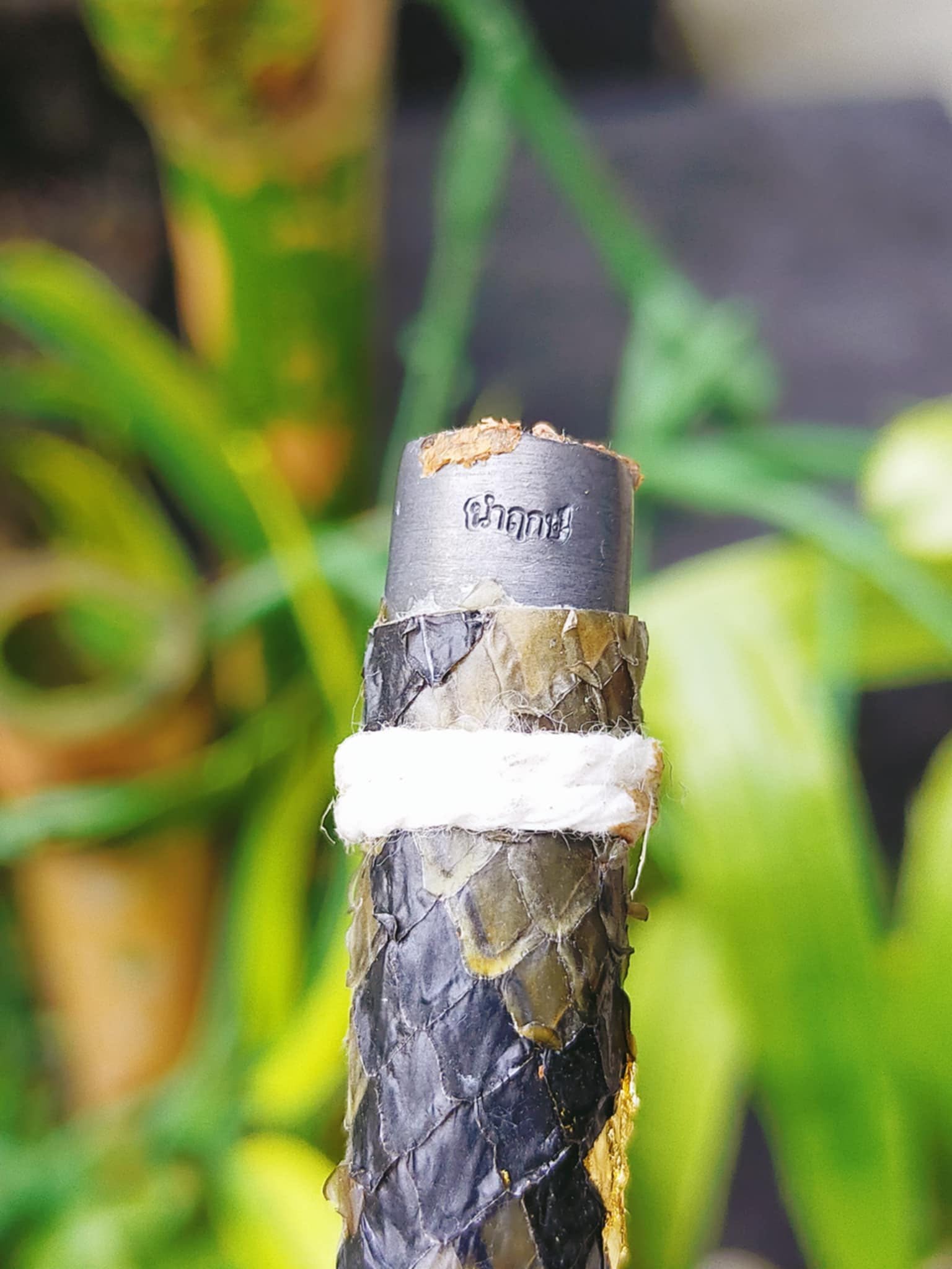 Close up of authentic Thai python skin talisman pendant wrapped in natural python scales and white thread
