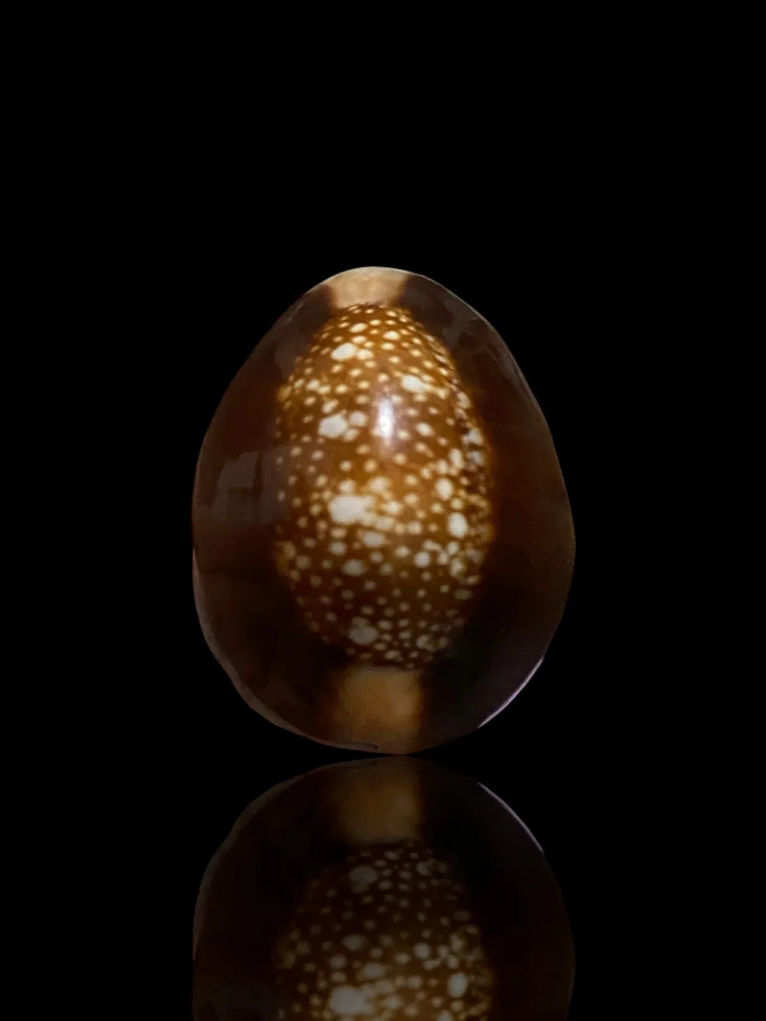 🐚 Sacred Mercury-Filled Phaya Shell Amulet – Blessed by Luang Phor Pleung, Wat Phang Dan, Phatthalung (Khao-Or Lineage)