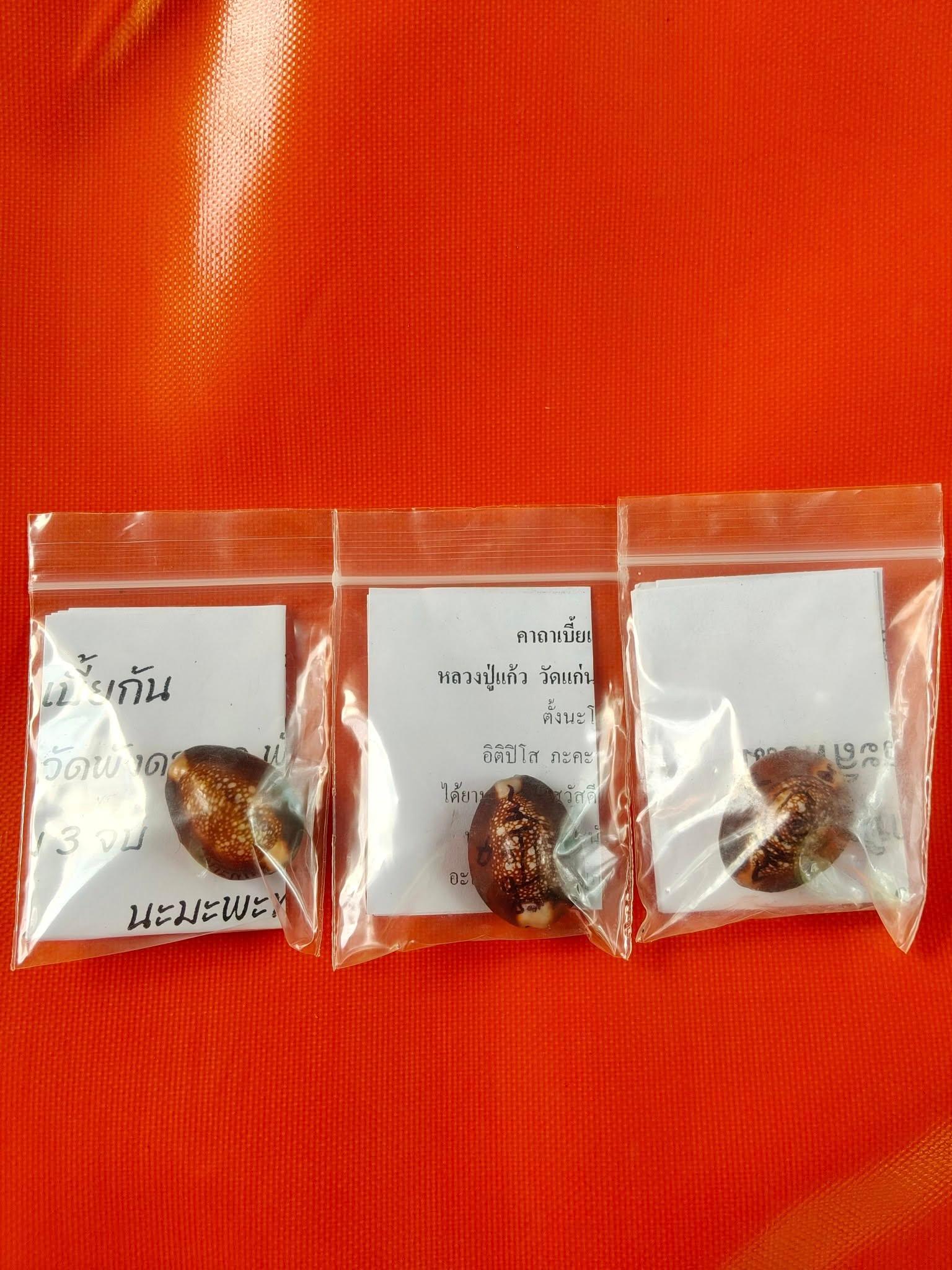 🐚 Sacred Mercury-Filled Phaya Shell Amulet – Blessed by Luang Phor Pleung, Wat Phang Dan, Phatthalung (Khao-Or Lineage)