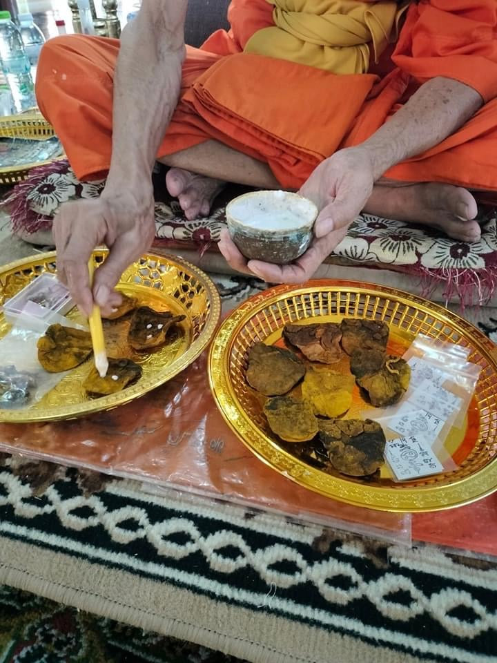 Thai wild cat placenta amulet displayed on gold trays being blessed by monk in orange robe