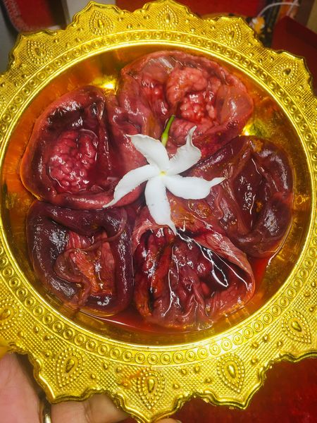 Thai wild cat placenta amulet displayed on ornate gold tray with white flower