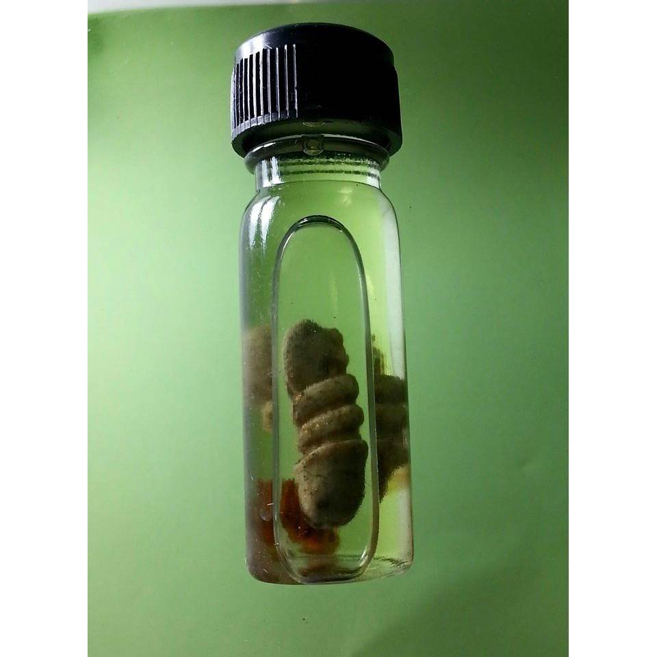 King Cobra Wealth Oil” – Seductive Power &amp; Endless Fortune! By Luang Pu Chan | Ancient Khmer Sorcery of 1,000 Years - Thai Blessing Co