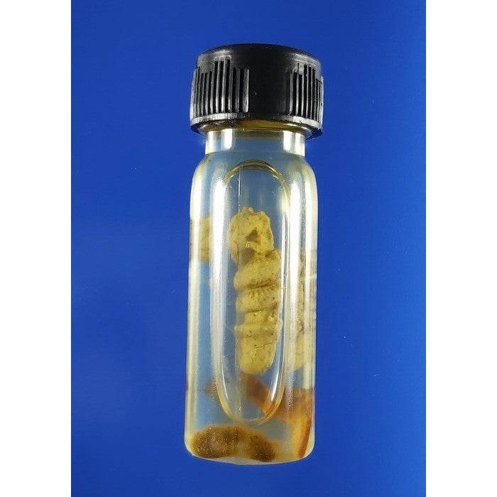 King Cobra Wealth Oil” – Seductive Power &amp; Endless Fortune! By Luang Pu Chan | Ancient Khmer Sorcery of 1,000 Years - Thai Blessing Co