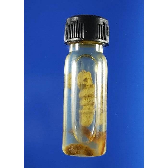King Cobra Wealth Oil - Unleash Seductive Power & Attract Endless Fortune with Ancient Khmer Sorcery
