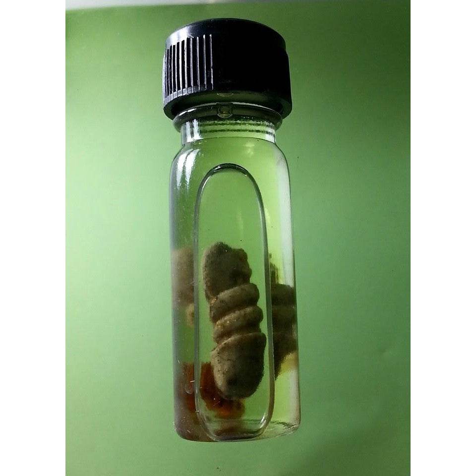 King Cobra Wealth Oil” – Seductive Power &amp; Endless Fortune! By Luang Pu Chan | Ancient Khmer Sorcery of 1,000 Years - Thai Blessing Co