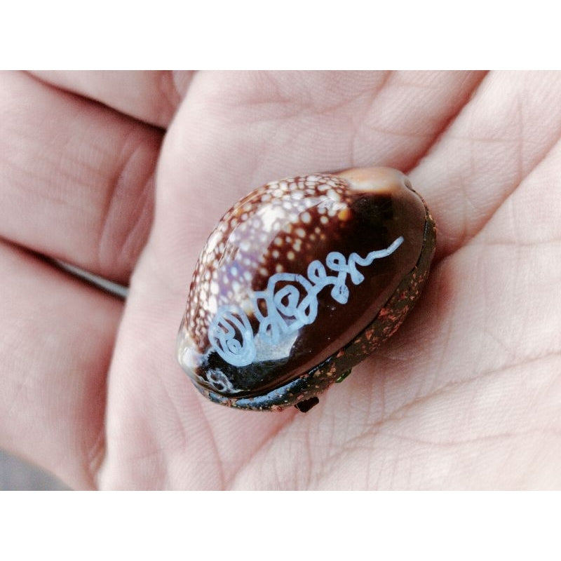 🐚 “Millionaire Wish-Granting Cowrie Shell” – All‑Purpose Wealth & Protection Amulet by Luang Pu Khamphuang (Wang Sai Samakkhi Tham Temple, Sa Kaeo, Thailand) Default Title