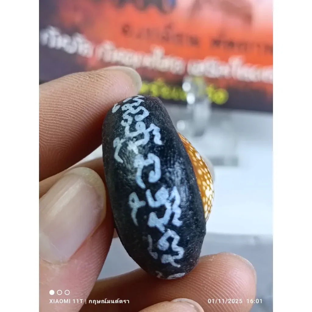 🐚 THE SHIELD OF FATE: BIA GAE PHUT-KAN ✨ The Destiny Transformer: Arjan Plien "Bia Gae Phut-Kan" & "Takrut Phan Nor Mo" – The Sacred Cowrie of Protection & Luck Enhancement