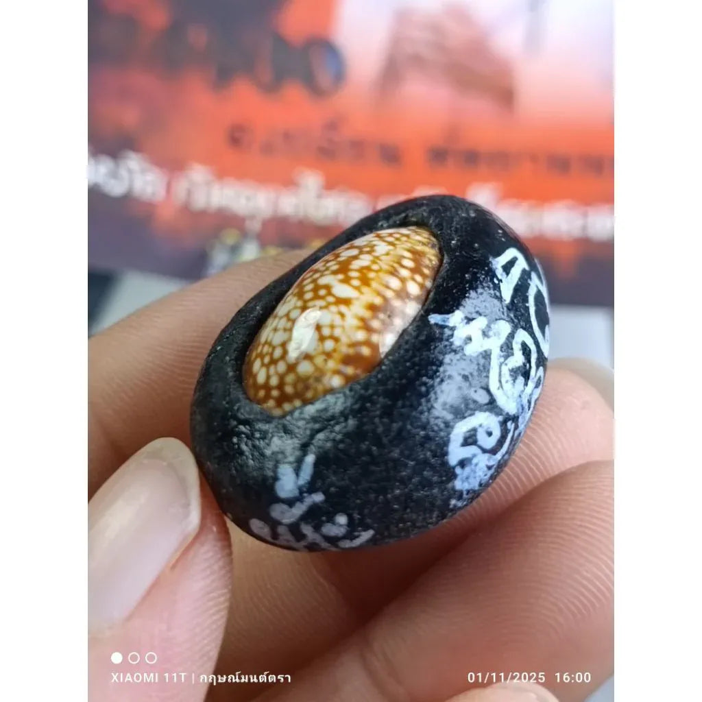 🐚 THE SHIELD OF FATE: BIA GAE PHUT-KAN ✨ The Destiny Transformer: Arjan Plien "Bia Gae Phut-Kan" & "Takrut Phan Nor Mo" – The Sacred Cowrie of Protection & Luck Enhancement