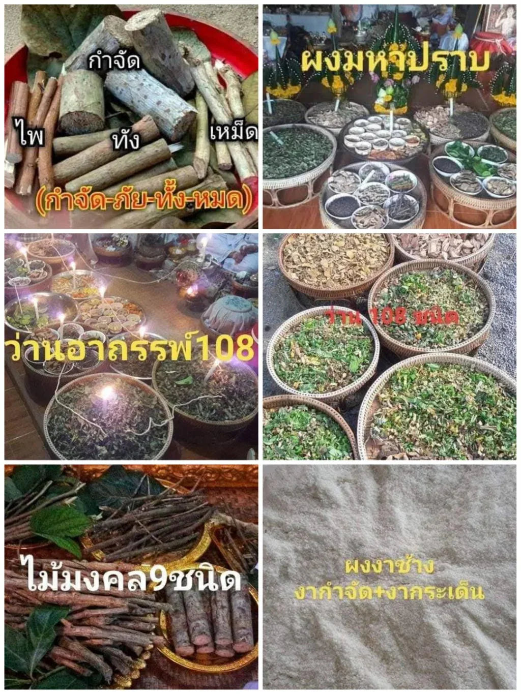 🐚 THE SHIELD OF FATE: BIA GAE PHUT-KAN ✨ The Destiny Transformer: Arjan Plien "Bia Gae Phut-Kan" & "Takrut Phan Nor Mo" – The Sacred Cowrie of Protection & Luck Enhancement