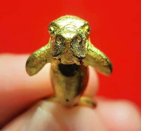 Small gold Pla Du Yong (Manatee) Amulet . tiny talisman held between fingers on red background