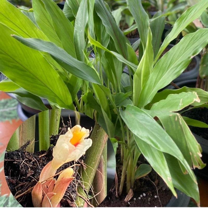 Raka Root Charm Oil - Enhance Relationships with Thai Attraction Oil