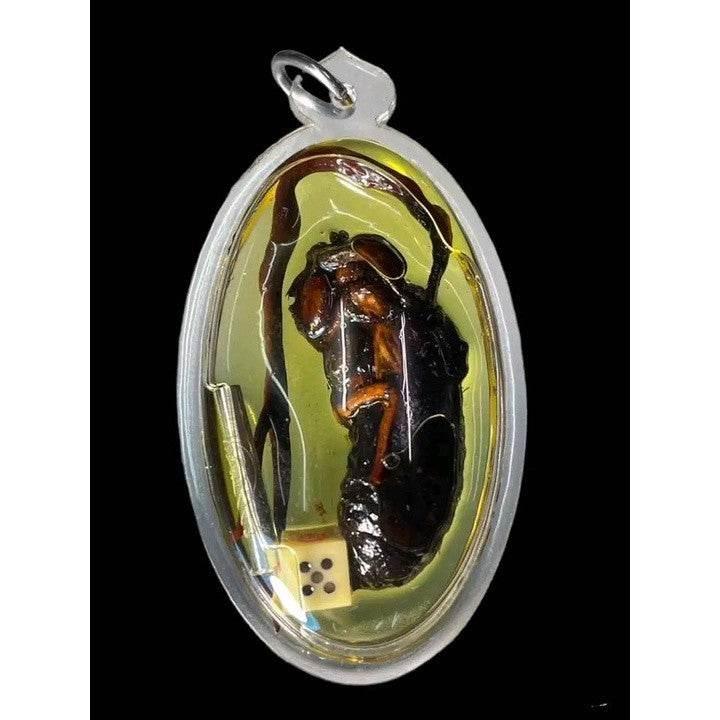 Sacred Cicada Root Charm Amulet for Gambling Success and Business Fortune Small