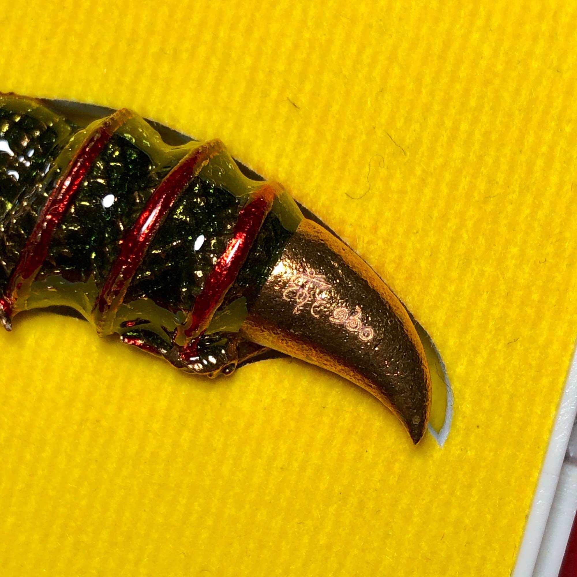 Thai Naga Tusk Charm from Nakhon Ratchasima - Authentic Spiritual Amulet