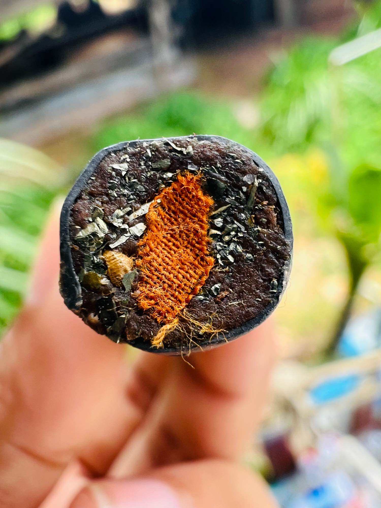 Takrut Solos Mongkol amulet close up cross section showing orange cloth core herbs and resin held between fingers