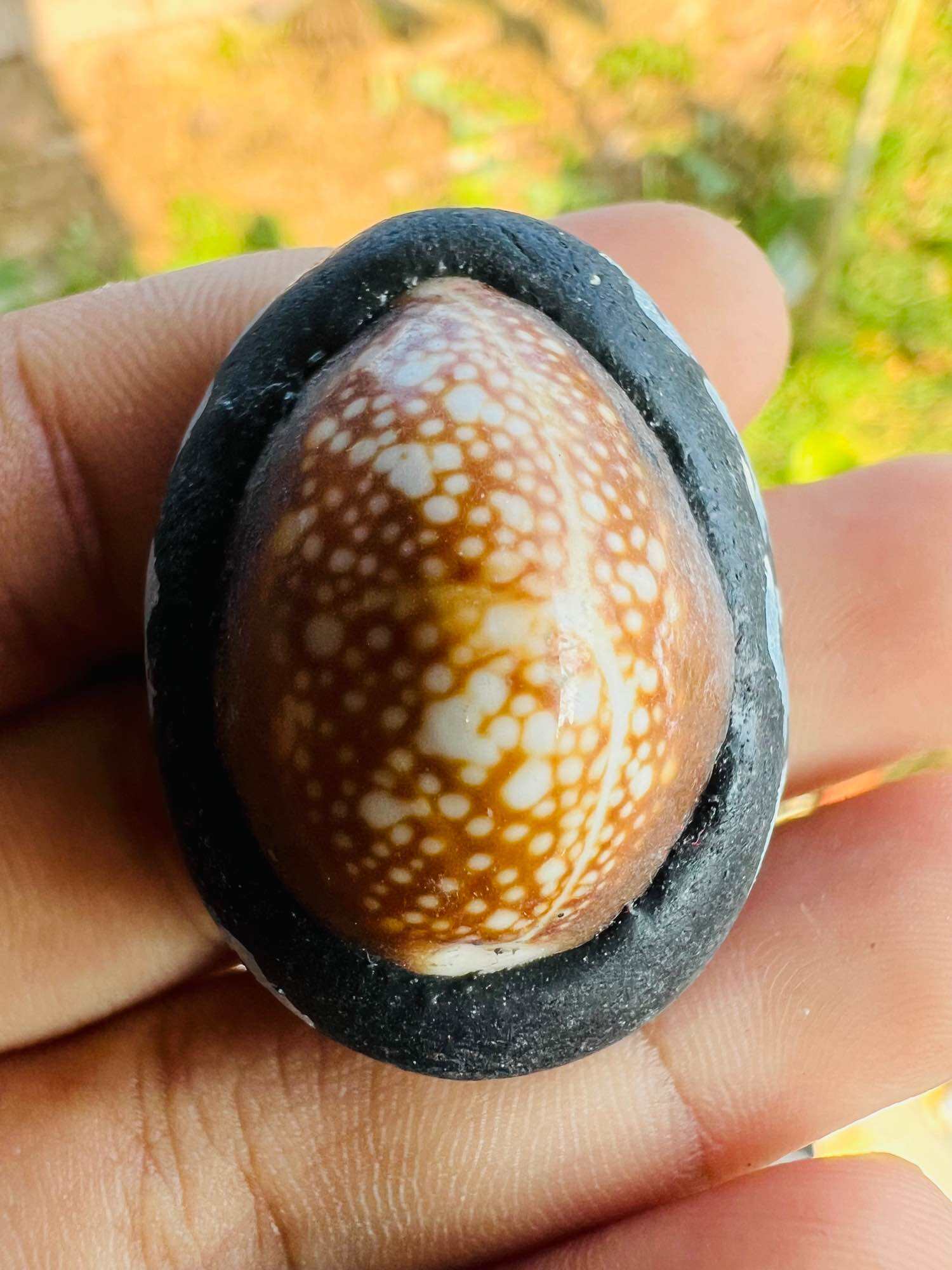 Hand holding a glossy brown spotted shell amulet in black bezel Thai Blessing Co Bia Gae amulet for protection.